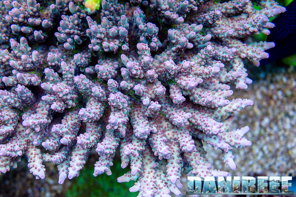Lo splendido acquario marino di Acropore di Giuliano Carafa con T5