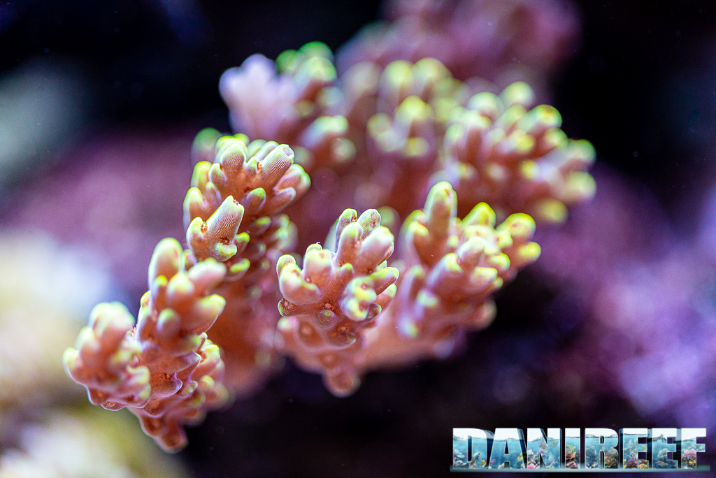 Lo splendido acquario marino di Acropore di Giuliano Carafa con T5