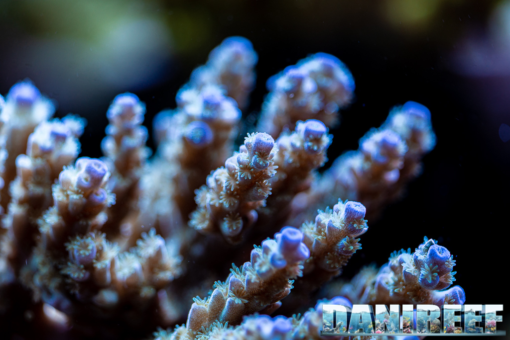 Lo splendido acquario marino di Acropore di Giuliano Carafa con T5