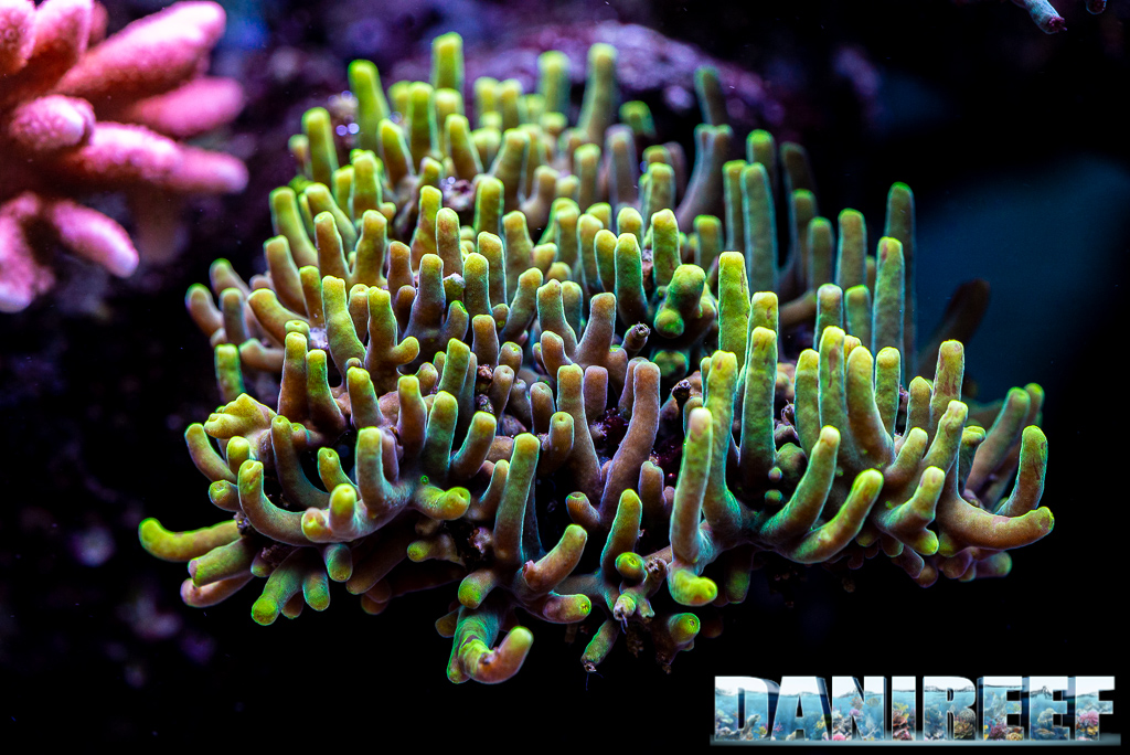 Lo splendido acquario marino di Acropore di Giuliano Carafa con T5