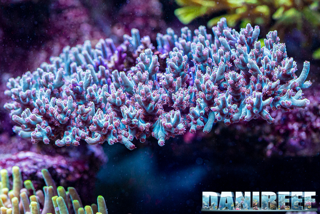 Lo splendido acquario marino di Acropore di Giuliano Carafa con T5