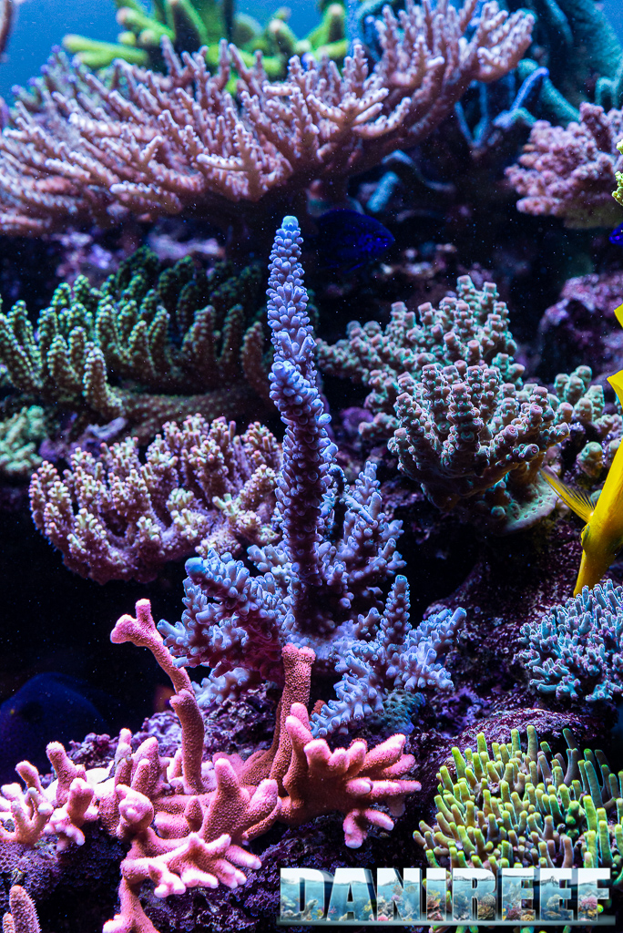 Lo splendido acquario marino di Acropore di Giuliano Carafa con T5