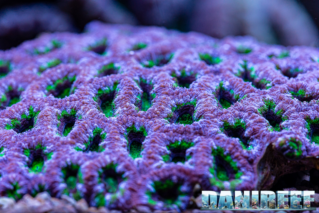 Lo splendido acquario marino di Acropore di Giuliano Carafa con T5
