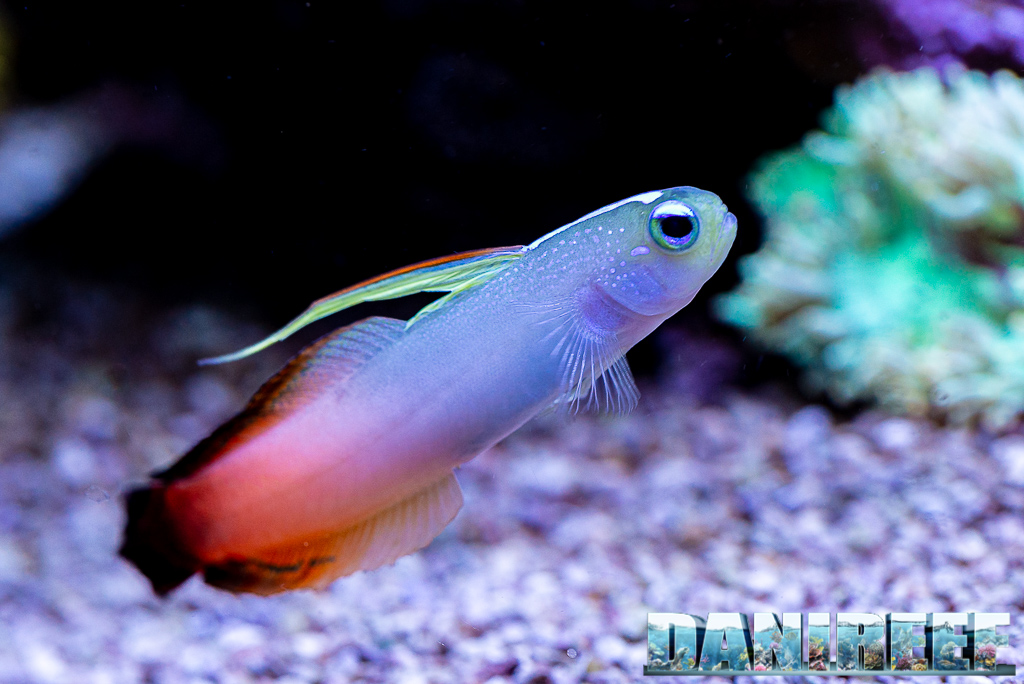 Lo splendido acquario marino di Acropore di Giuliano Carafa con T5