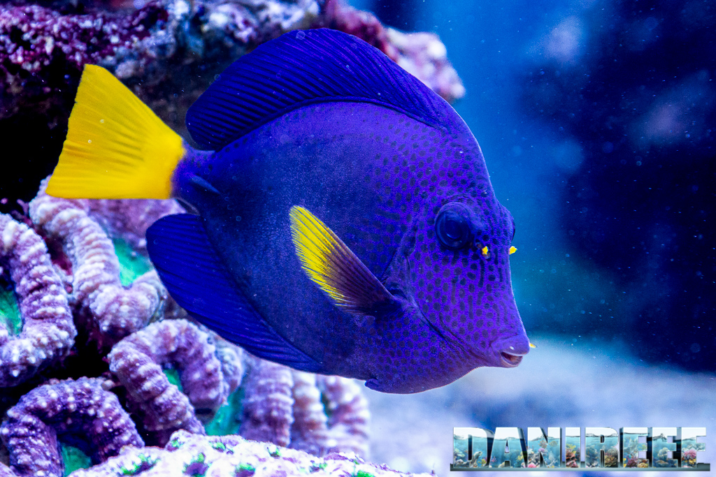 Profilo laterale dello Zebrasoma xanthurum: forma del corpo e spina caudale