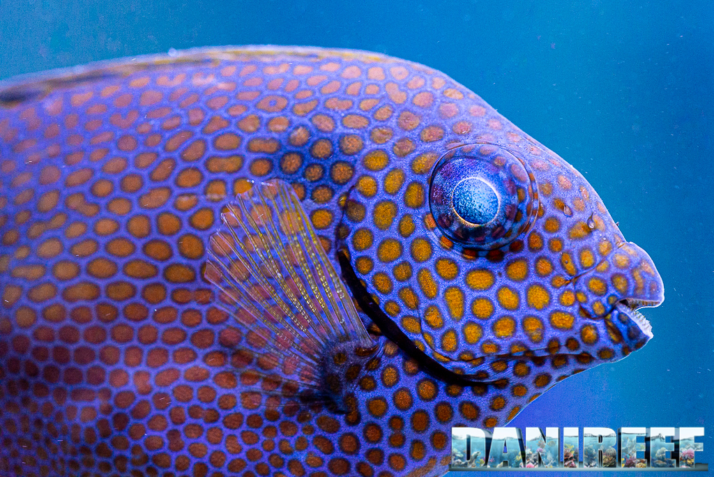 Lo splendido acquario marino di Acropore di Giuliano Carafa con T5
