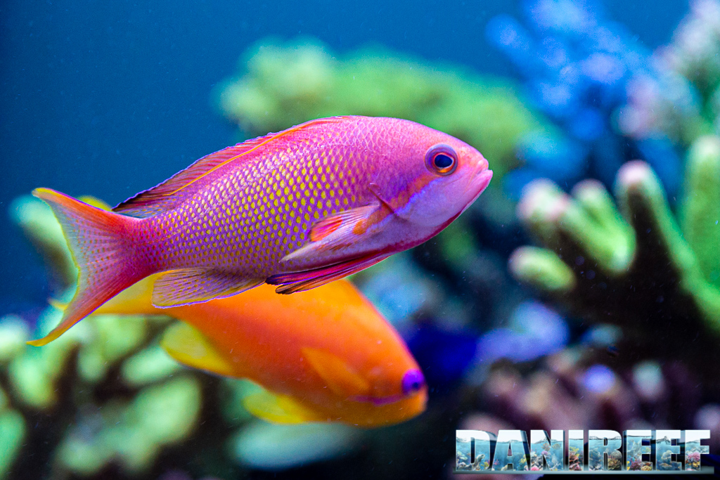 Lo splendido acquario marino di Acropore di Giuliano Carafa con T5