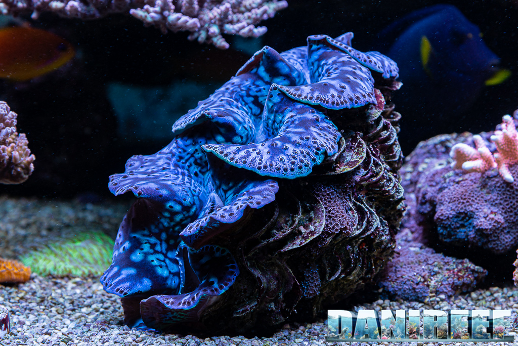 Lo splendido acquario marino di Acropore di Giuliano Carafa con T5