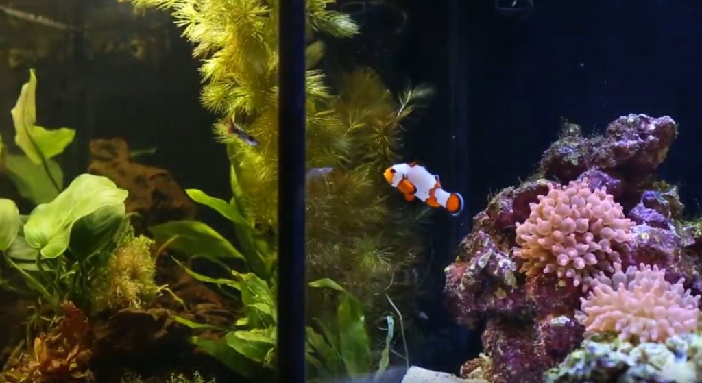 NUVO Concept Encore PRO: l'incredibile acquario 2 in 1 di Innovative Marine