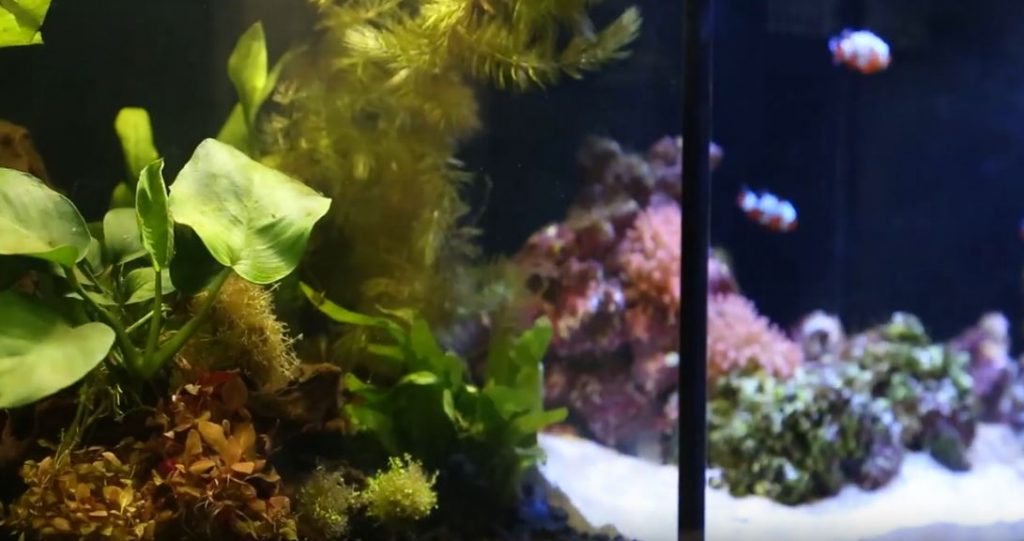 NUVO Concept Encore PRO: l'incredibile acquario 2 in 1 di Innovative Marine