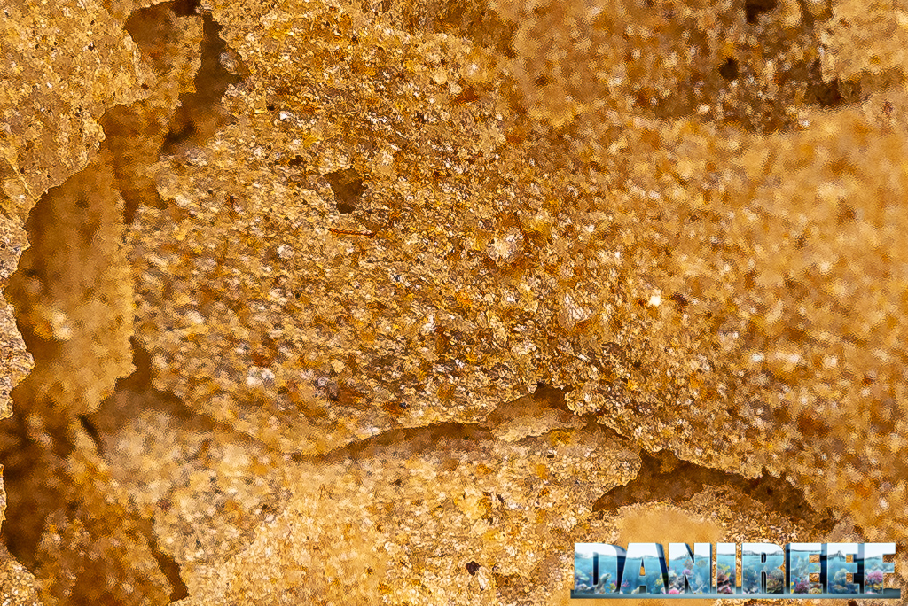 I nuovi mangimi Amtra della serie PRO: Natural, Color e Vegetal Flake