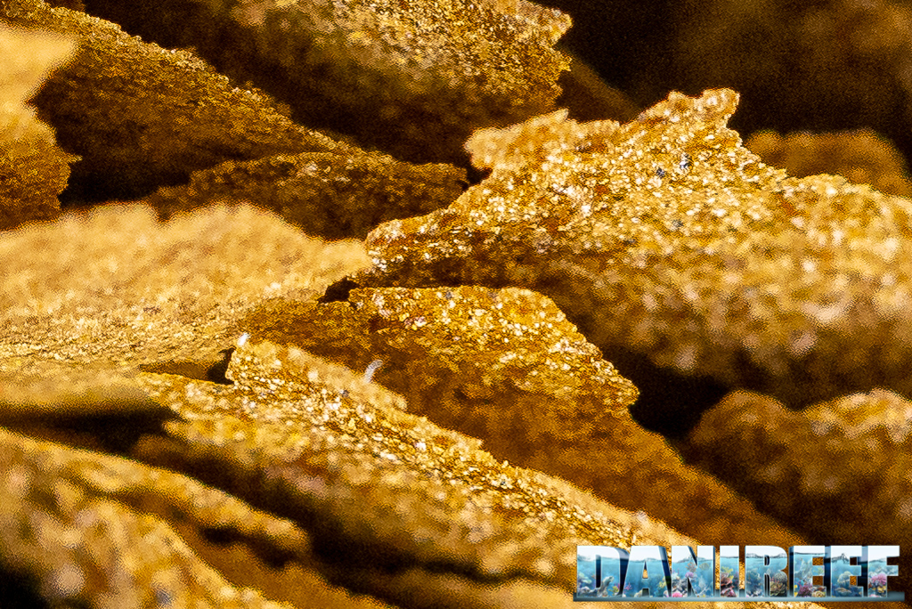 I nuovi mangimi Amtra della serie PRO: Natural, Color e Vegetal Flake