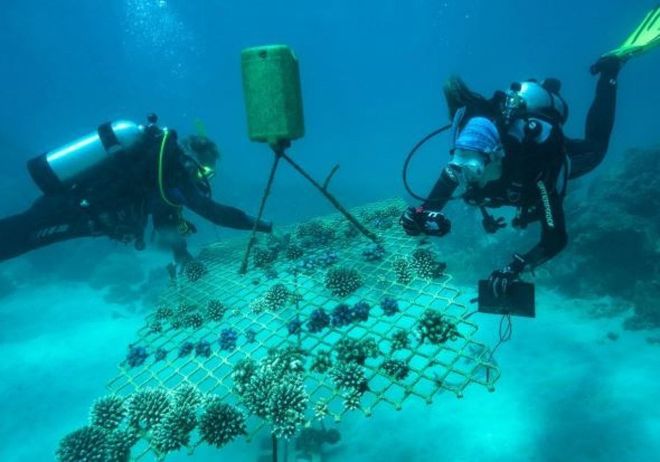 Il salvataggio della Barriera Corallina grazie ai coralli più resilienti si può fare?