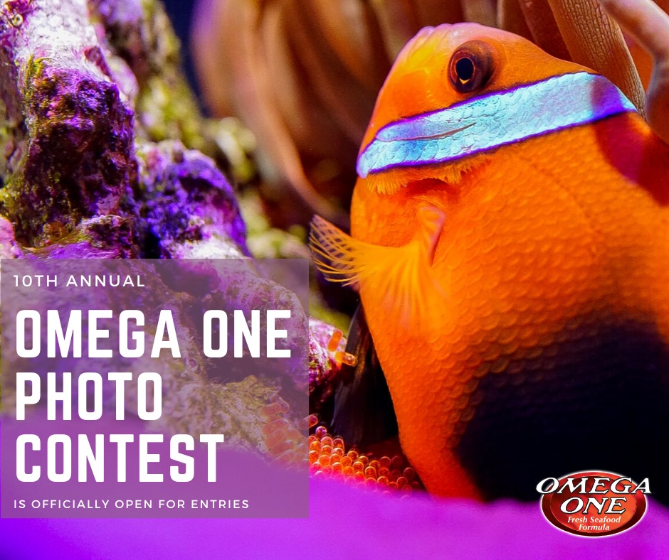 Omega One mette in palio 250 dollari in un concorso fotografico