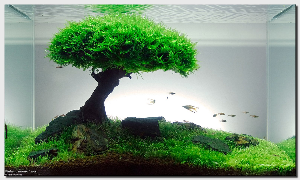 Come allestire un bonsai in acquario