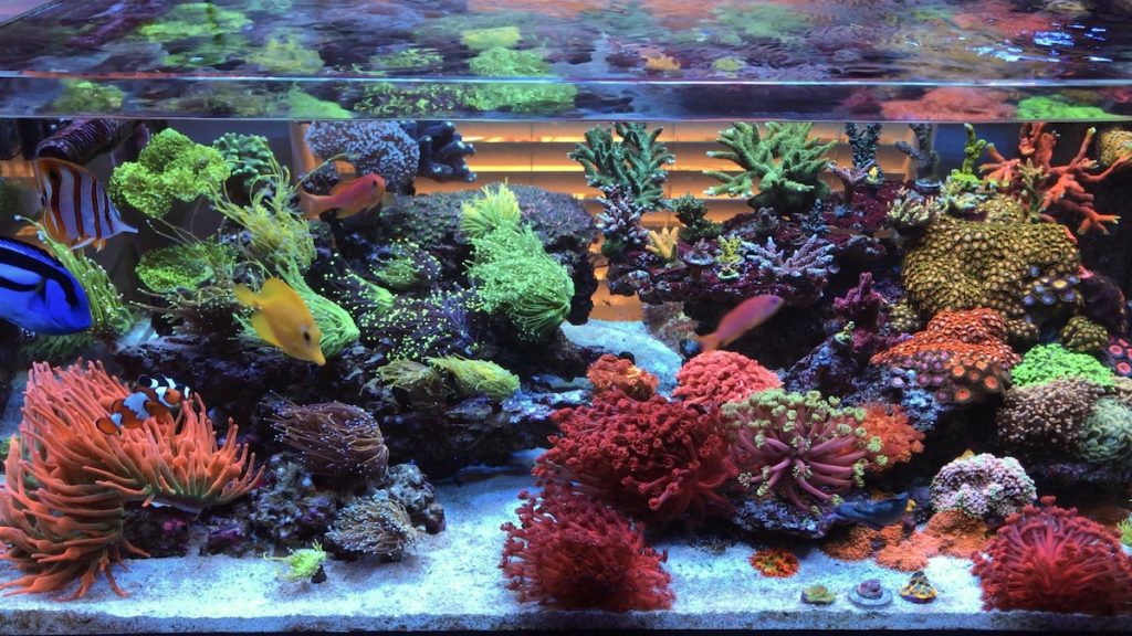 L'incredibile acquario di LPS di yaboikevin42 direttamente da instragram