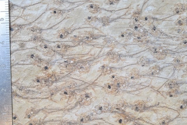 Un banco di pesci di 50 milioni di anni fa