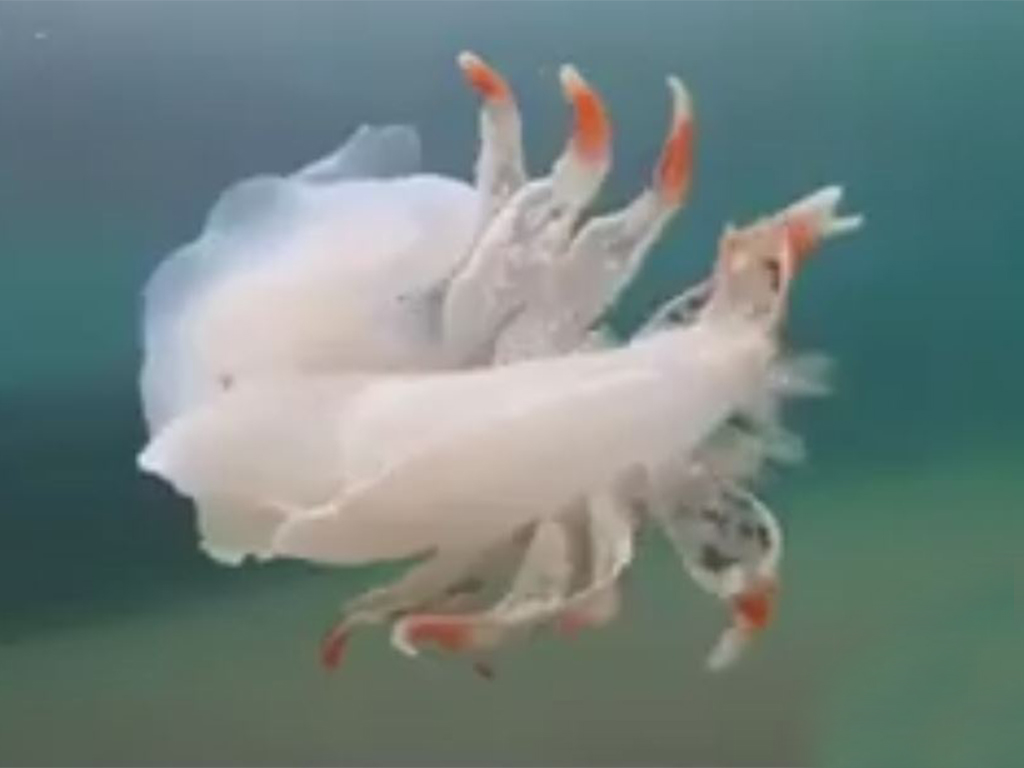 Tethys fimbria: un nudibranco raro ma più volte avvistato nell’Adriatico