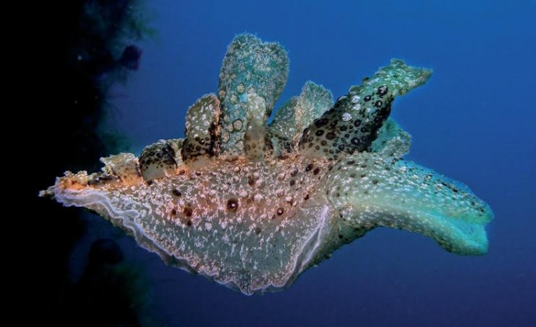 Melibe fimbriata fotografato da Francesco Pacienza