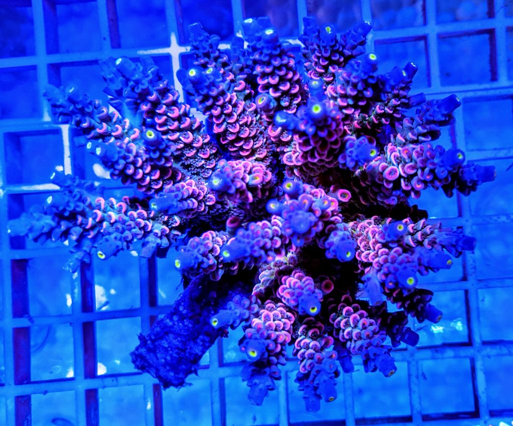 Colori dei coralli
