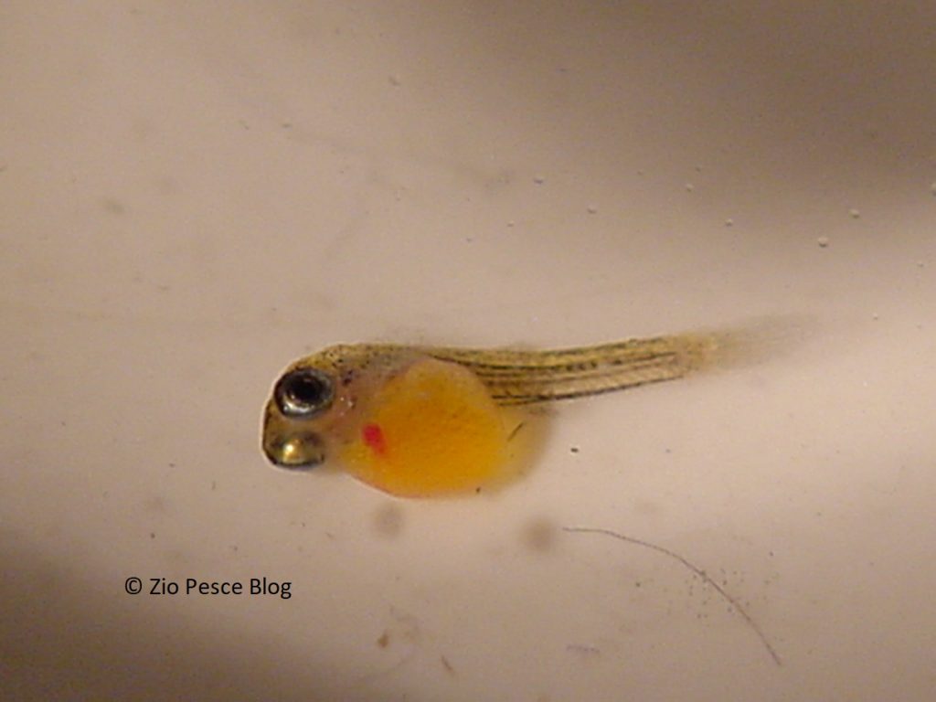Guppy: quello che tutti vorrebbero sapere e nessuno purtroppo osa chiedere