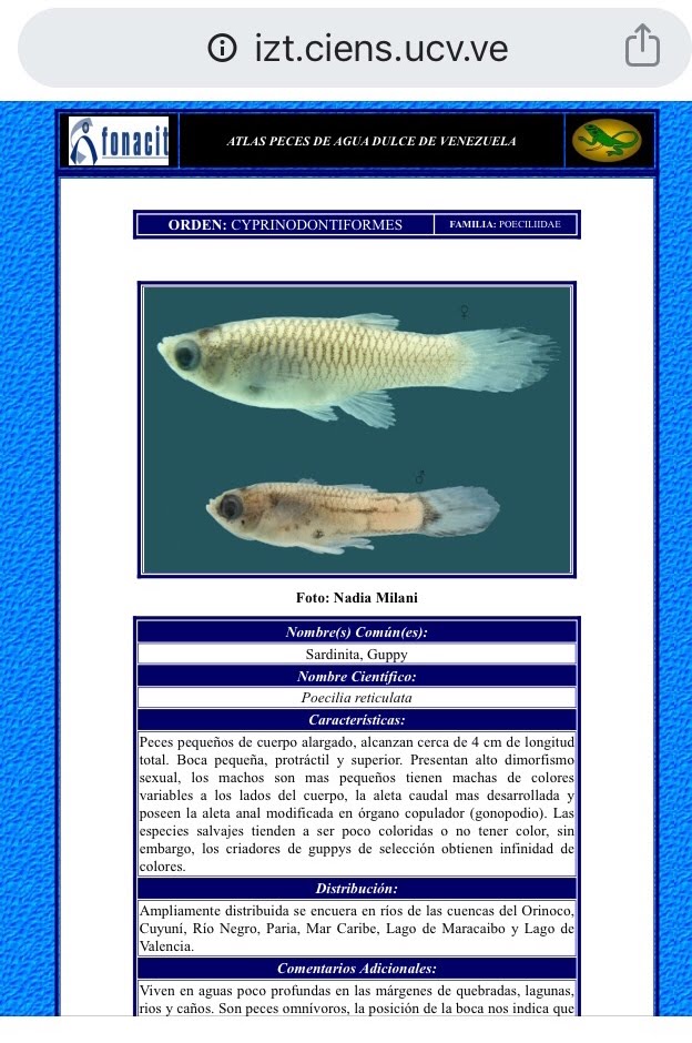 Guppy: quello che tutti vorrebbero sapere e nessuno purtroppo osa chiedere