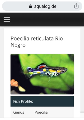 Guppy: quello che tutti vorrebbero sapere e nessuno purtroppo osa chiedere