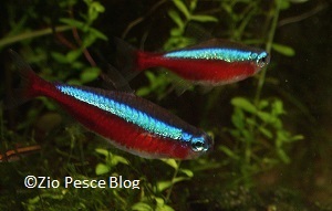 Guppy: quello che tutti vorrebbero sapere e nessuno purtroppo osa chiedere