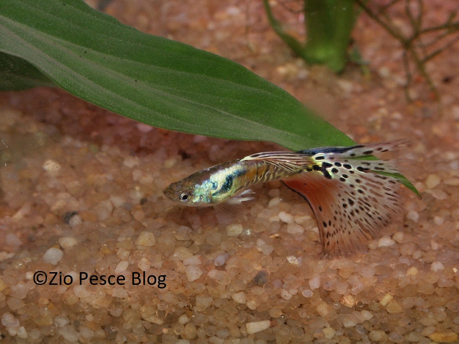 Guppy: quello che tutti vorrebbero sapere e nessuno purtroppo osa chiedere