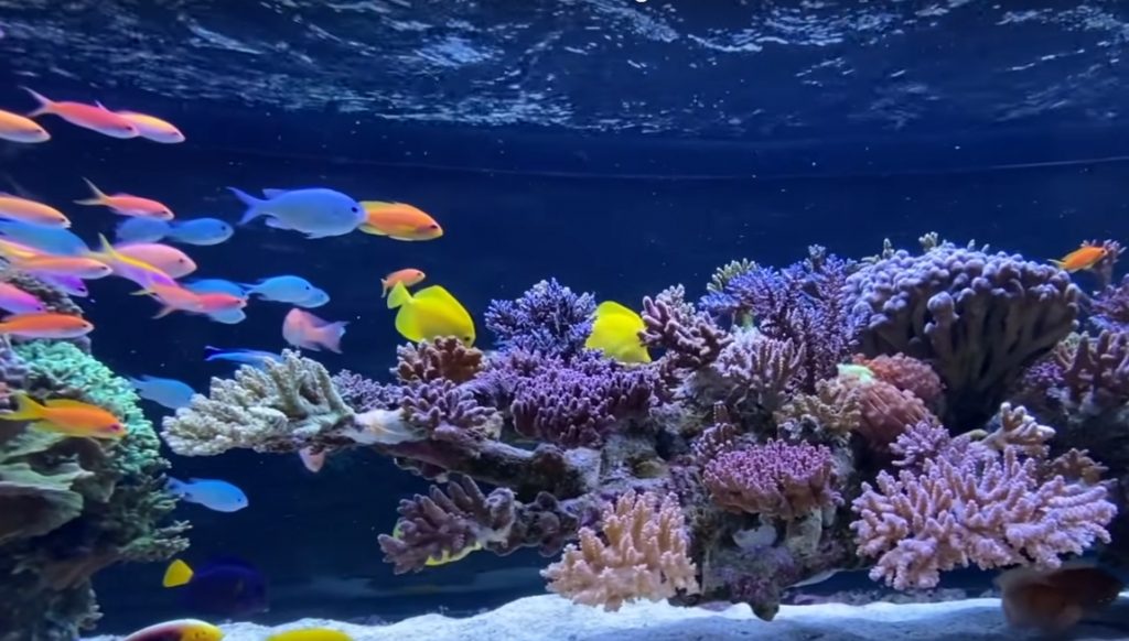 L'incredibile acquario con rocciata sospesa di Wesley (e 10 CoralCare!!!)