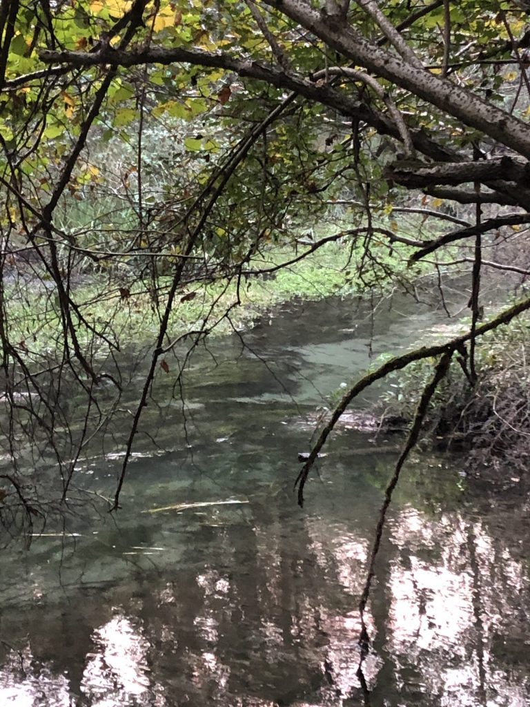 Acquario Biotopo… cosa significa davvero? Ha senso farne uno?