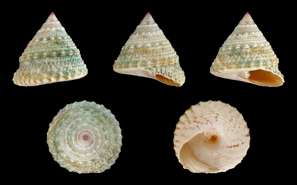 Trochus maculatus CC