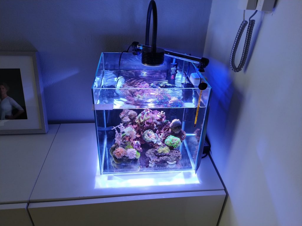 Un minireef (anzi 2) da 6,5 e 22 litri gestiti con metodo naturale