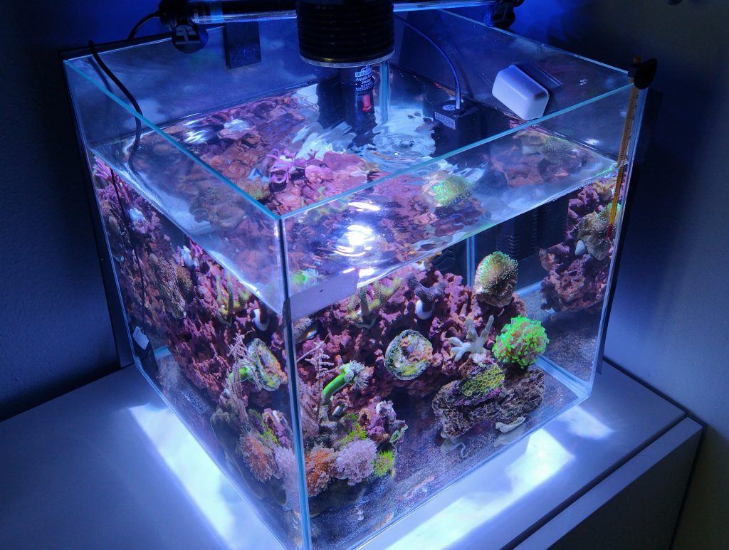 Un minireef (anzi 2) da 6,5 e 22 litri gestiti con metodo naturale