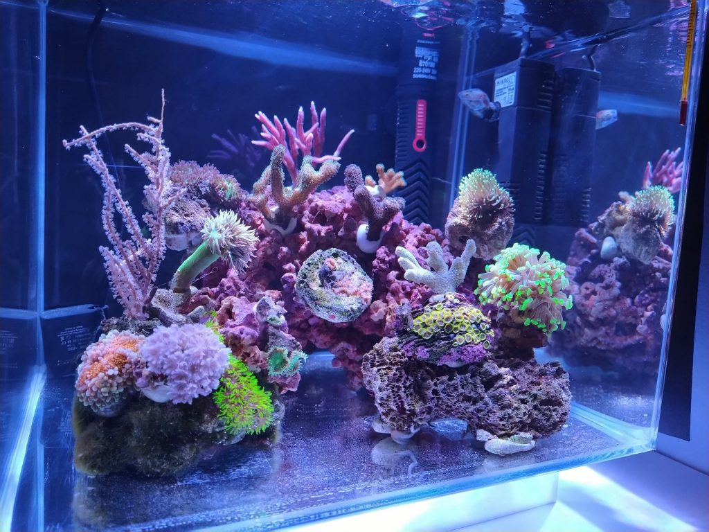 Un minireef (anzi 2) da 6,5 e 22 litri gestiti con metodo naturale