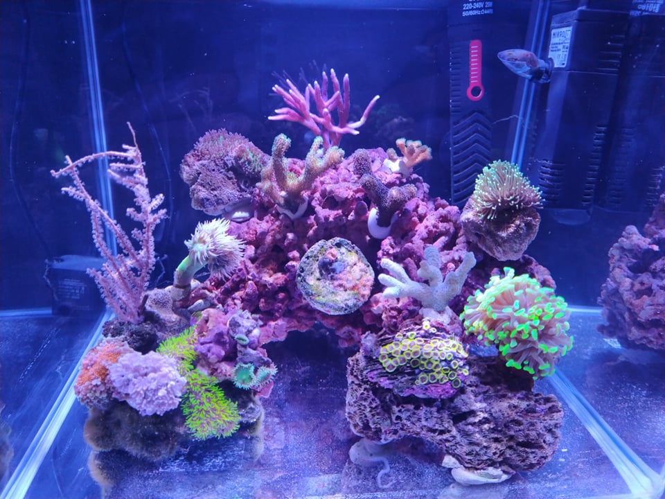 Un minireef (anzi 2) da 6,5 e 22 litri gestiti con metodo naturale
