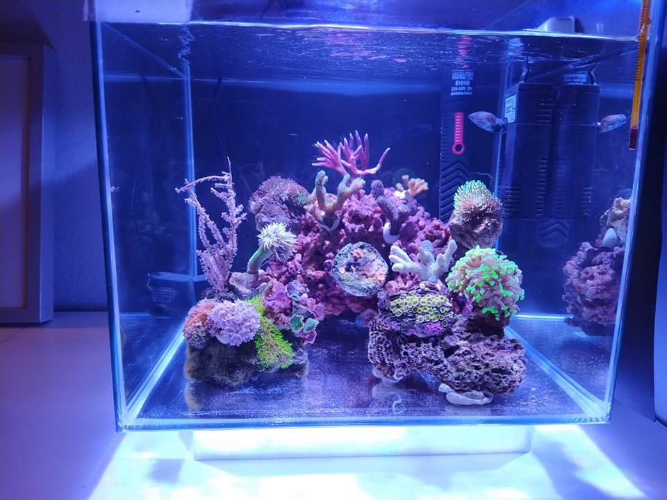 Un minireef (anzi 2) da 6,5 e 22 litri gestiti con metodo naturale