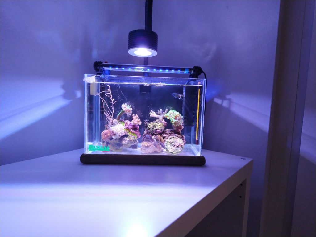 Un minireef (anzi 2) da 6,5 e 22 litri gestiti con metodo naturale