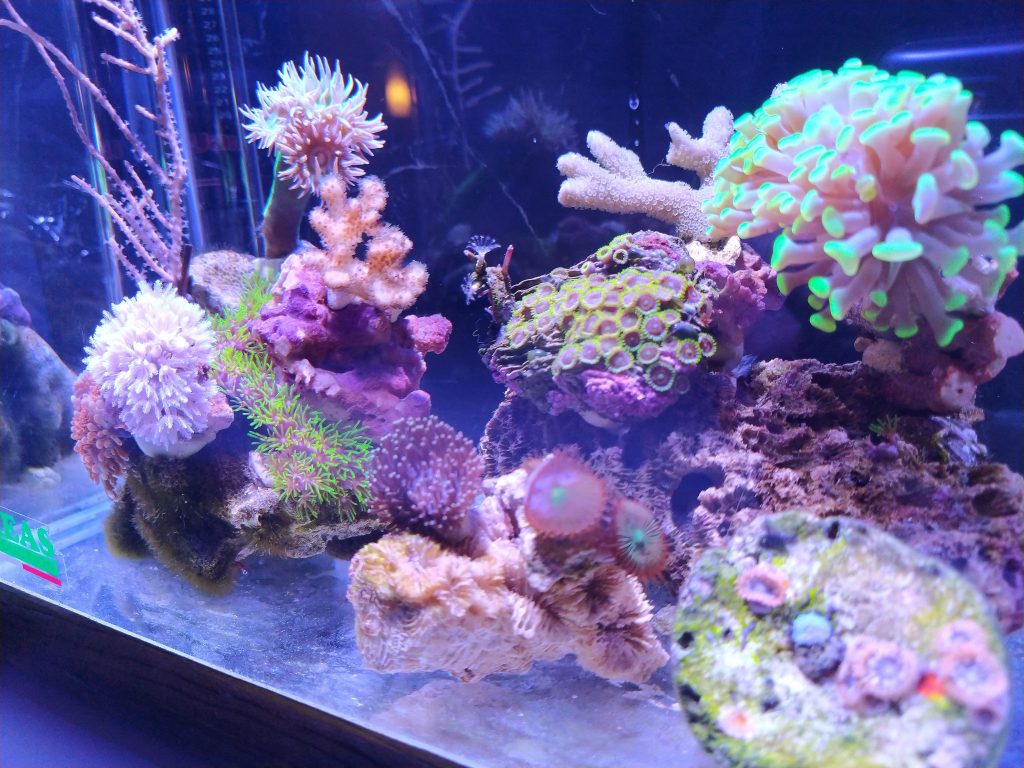 Un minireef (anzi 2) da 6,5 e 22 litri gestiti con metodo naturale