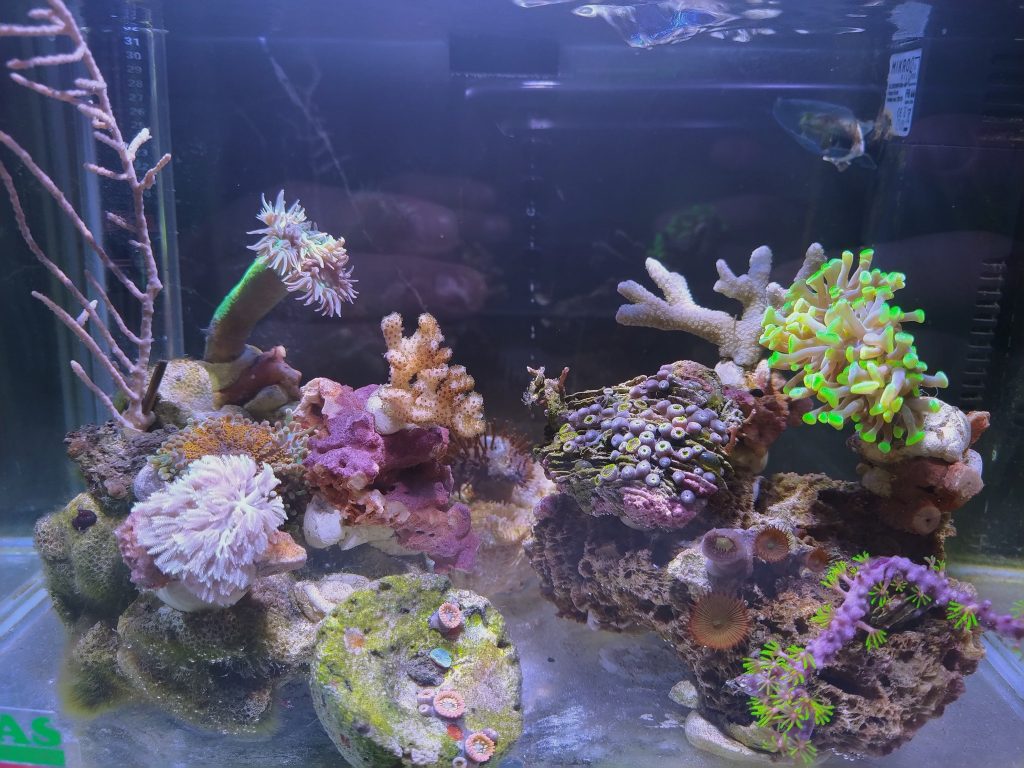 Un minireef (anzi 2) da 6,5 e 22 litri gestiti con metodo naturale