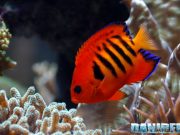 Centropyge in marine aquariums: which ones and how many?