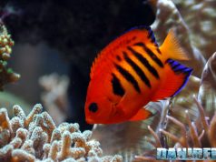 Centropyge in marine aquariums: which ones and how many?