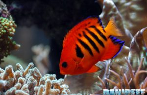 Centropyge in marine aquariums: which ones and how many?