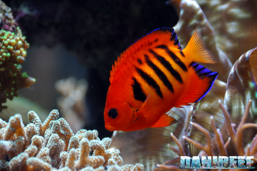 Centropyge loricula, pesce angelo nano dalla livrea rossa e arancione