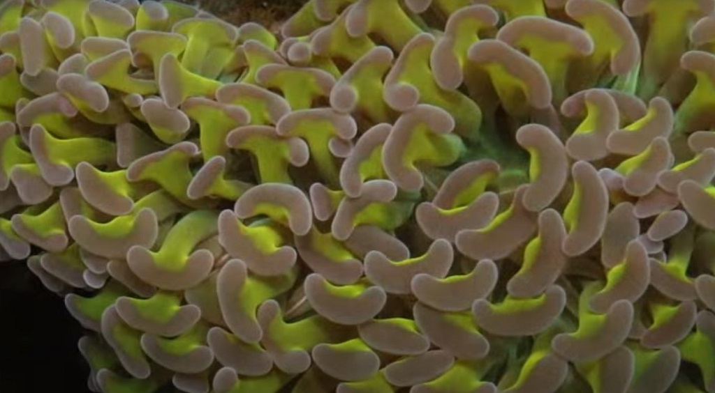 Tullio Dellaquila di ReefBrite ci racconta l'illuminazione in acquario