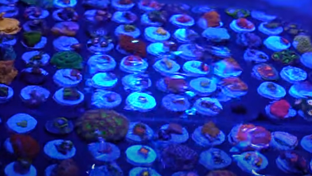 Tullio Dellaquila di ReefBrite ci racconta l'illuminazione in acquario