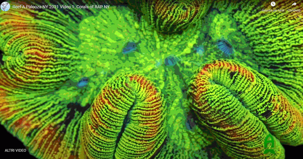 I coralli esposti a Reef a Palooza 2021 a New York… rifatevi gli occhi