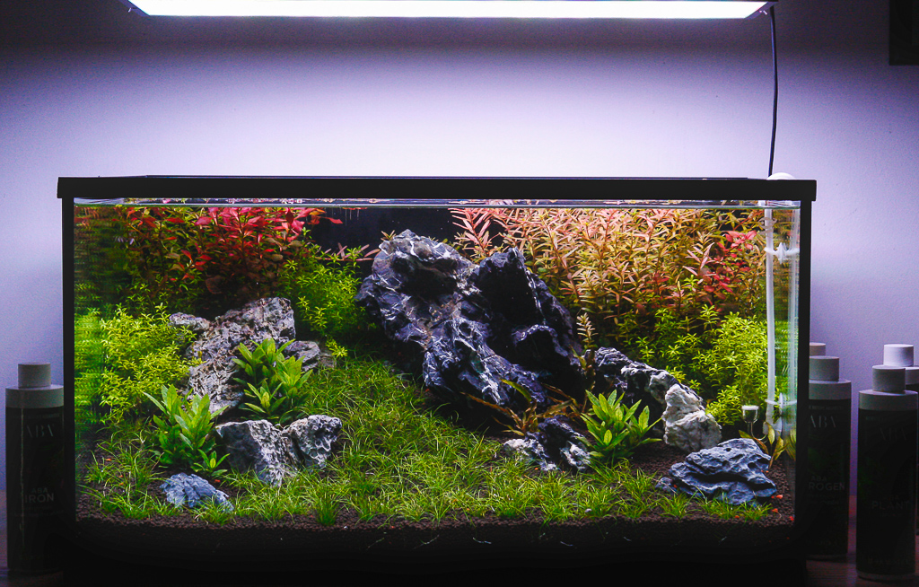 L'acquario ad un mese dall'avvio