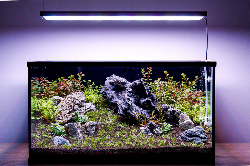 L'acquario ad una settimana dall'avvio