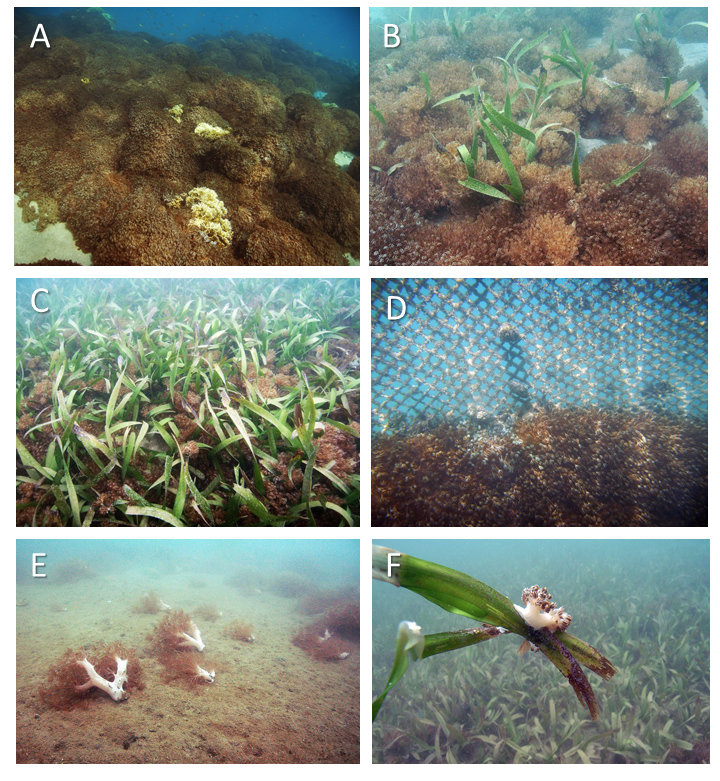 In natura come in acquario: la Xenia ricopre il reef venezuelano